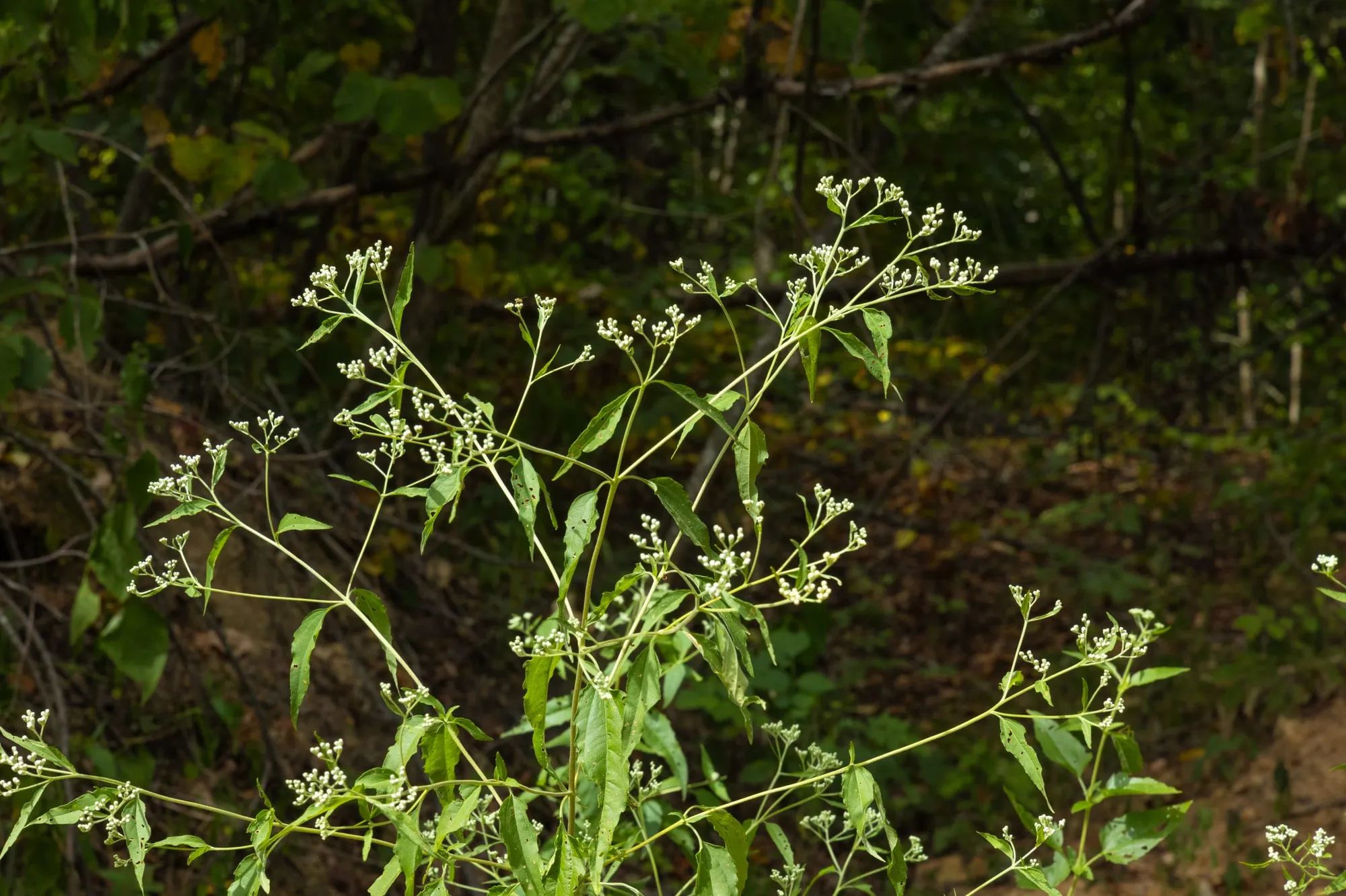 Big White Oak Tract 62 in Perry County, TN