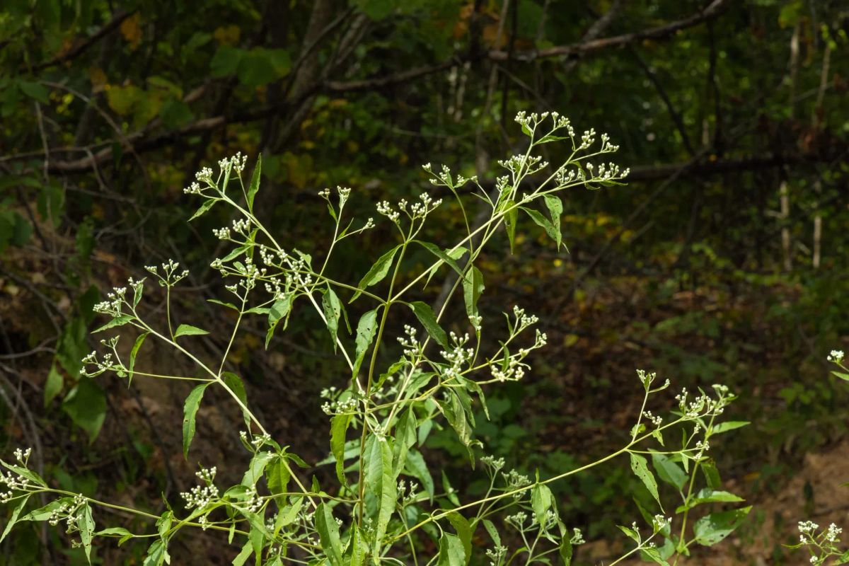 Big White Oak Tract 62 - Image 4