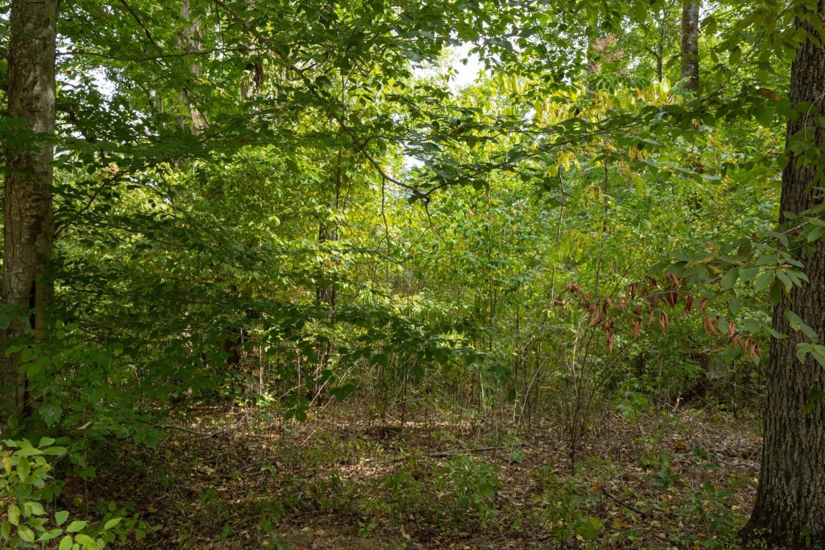 Decorative background for Big White Oak Tract 62 image 5