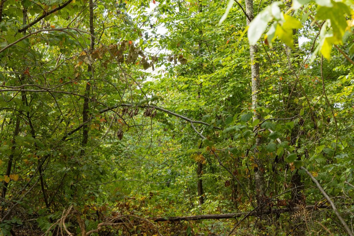 Decorative background for Big White Oak Tract 62 image 6