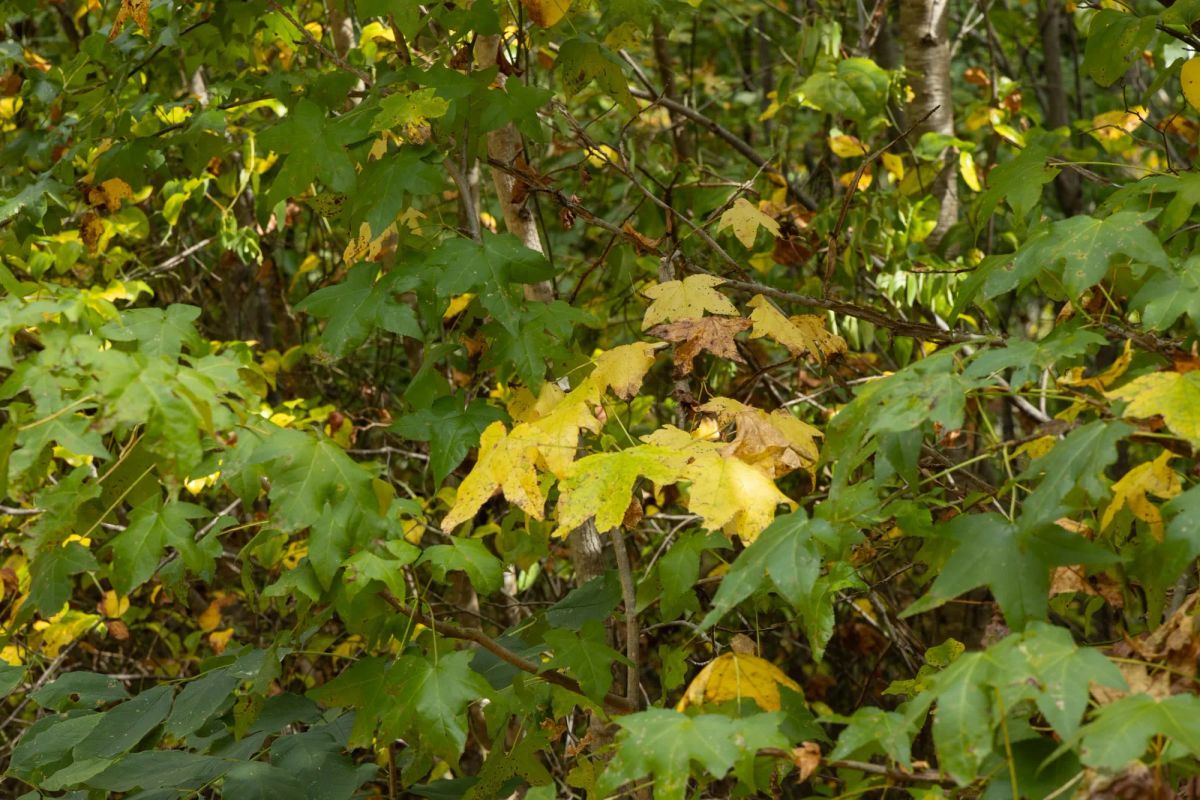 Decorative background for Big White Oak Tract 62 image 7