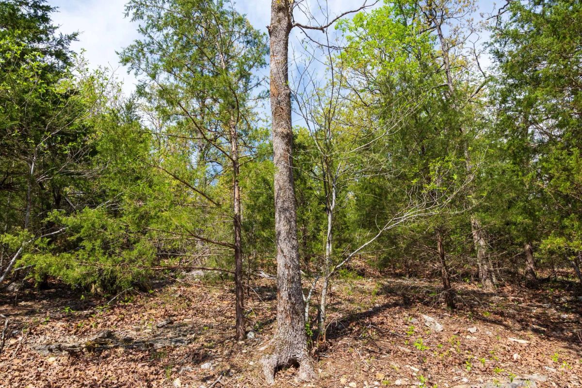 Autumnwood Tract 9 - Image 2