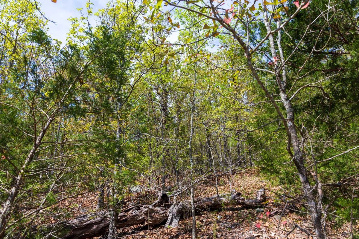Autumnwood Tract 9 - Image 3
