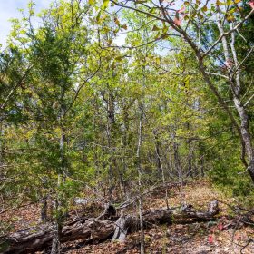 Autumnwood Tract 9 in Fulton County, AR