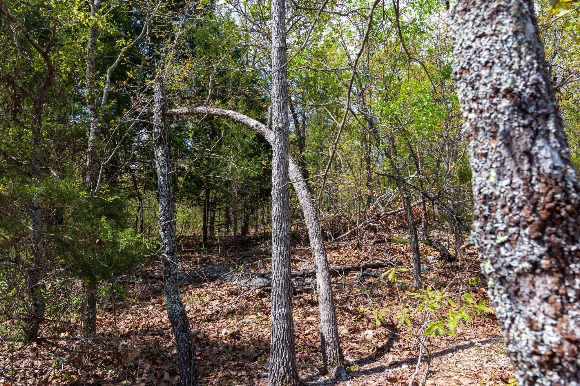 Autumnwood Tract 9 in Fulton County, AR