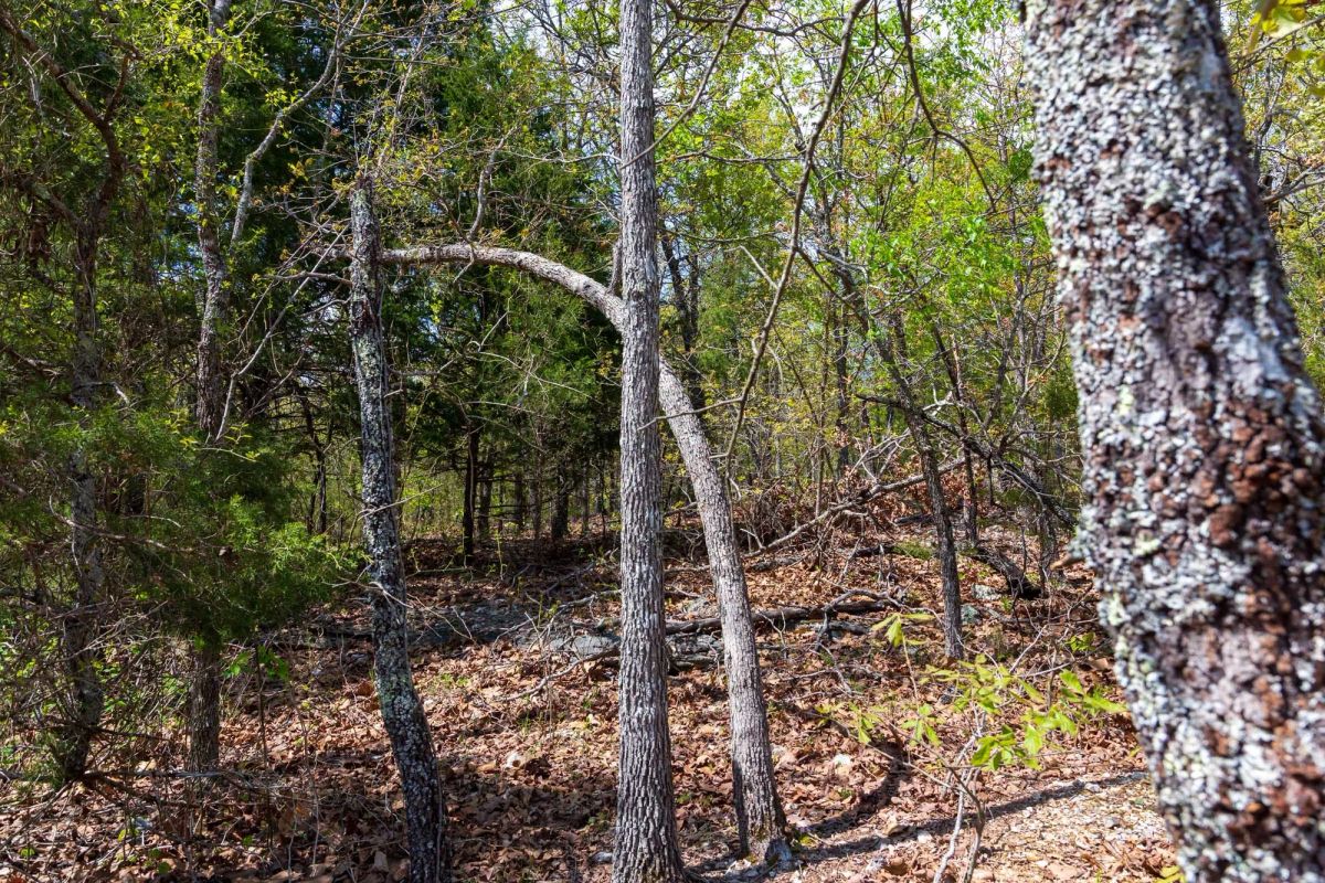Autumnwood Tract 9 - Image 4