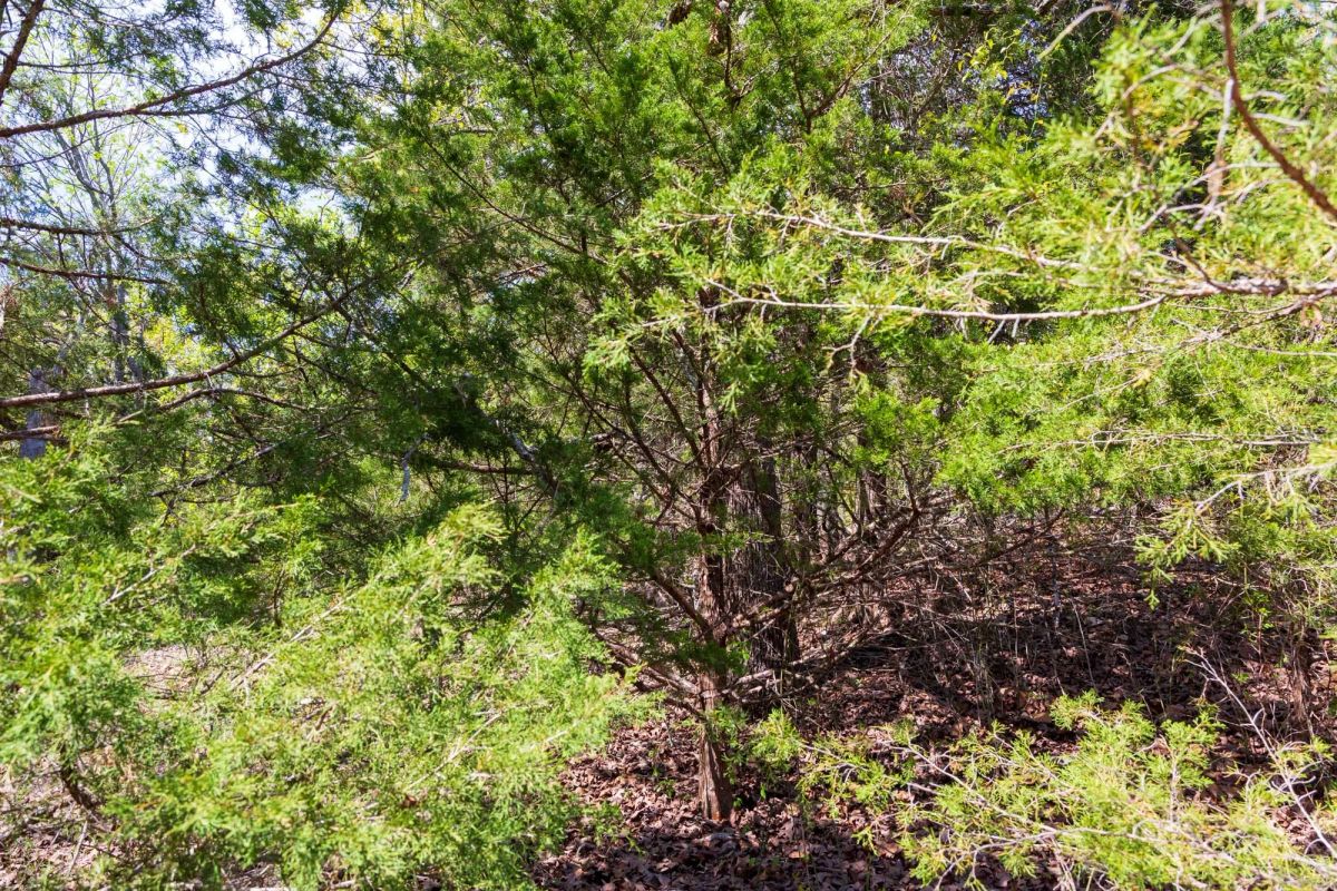 Decorative background for Autumnwood Tract 9 image 5