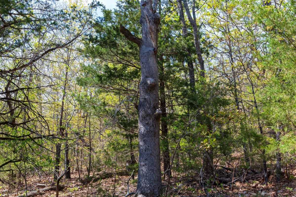 Decorative background for Autumnwood Tract 9 image 6