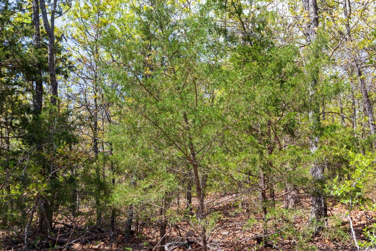 Decorative background for Autumnwood Tract 9 image 7
