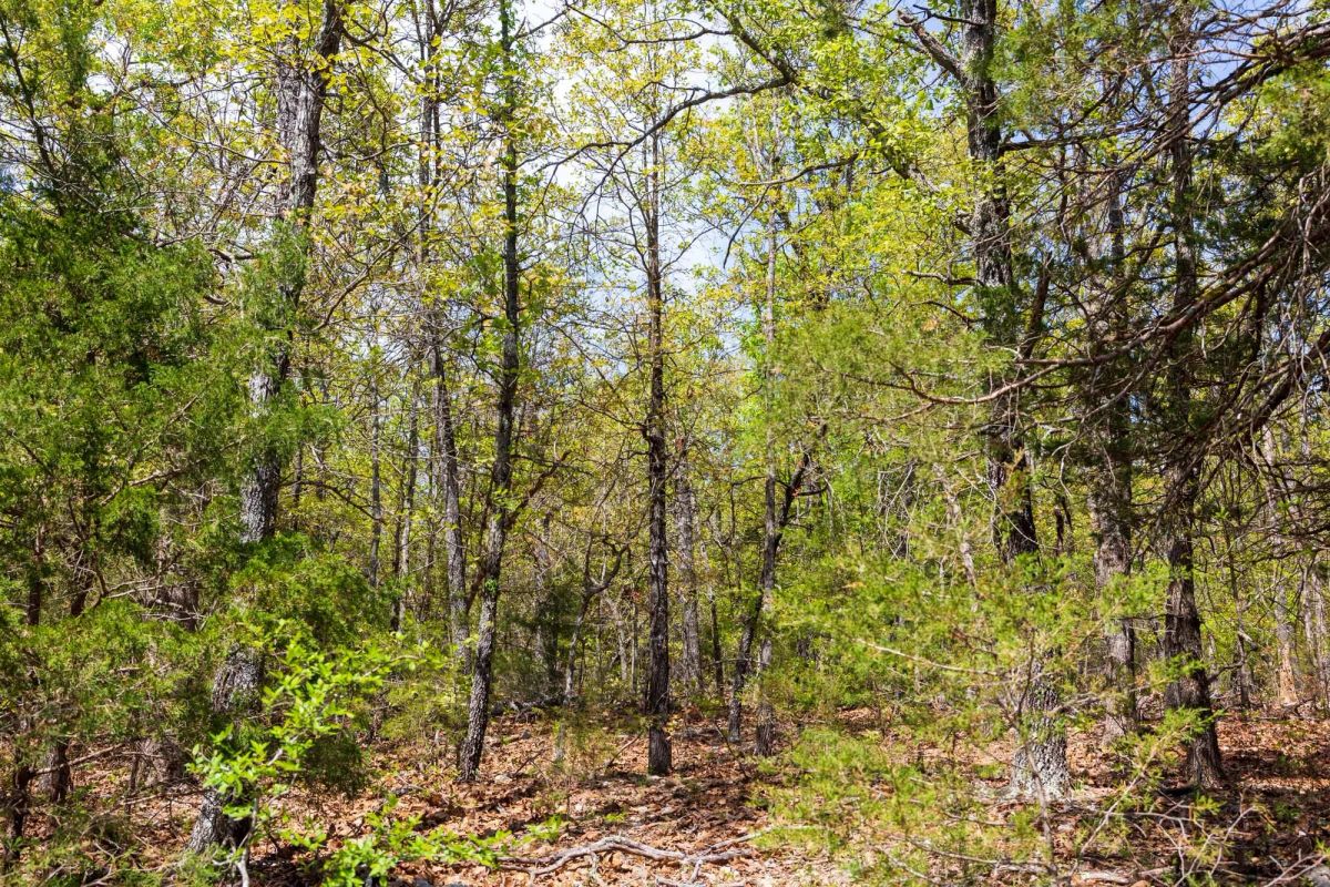 Decorative background for Autumnwood Tract 9 image 8
