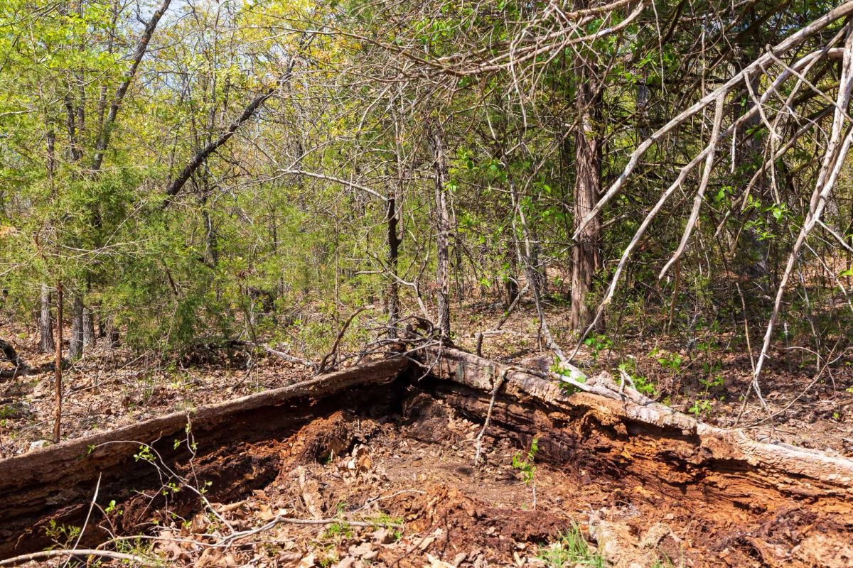 Decorative background for Autumnwood Tract 9 image 9