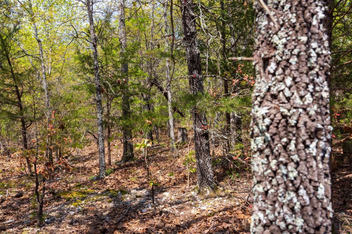 Decorative background for Autumnwood Tract 9 image 10