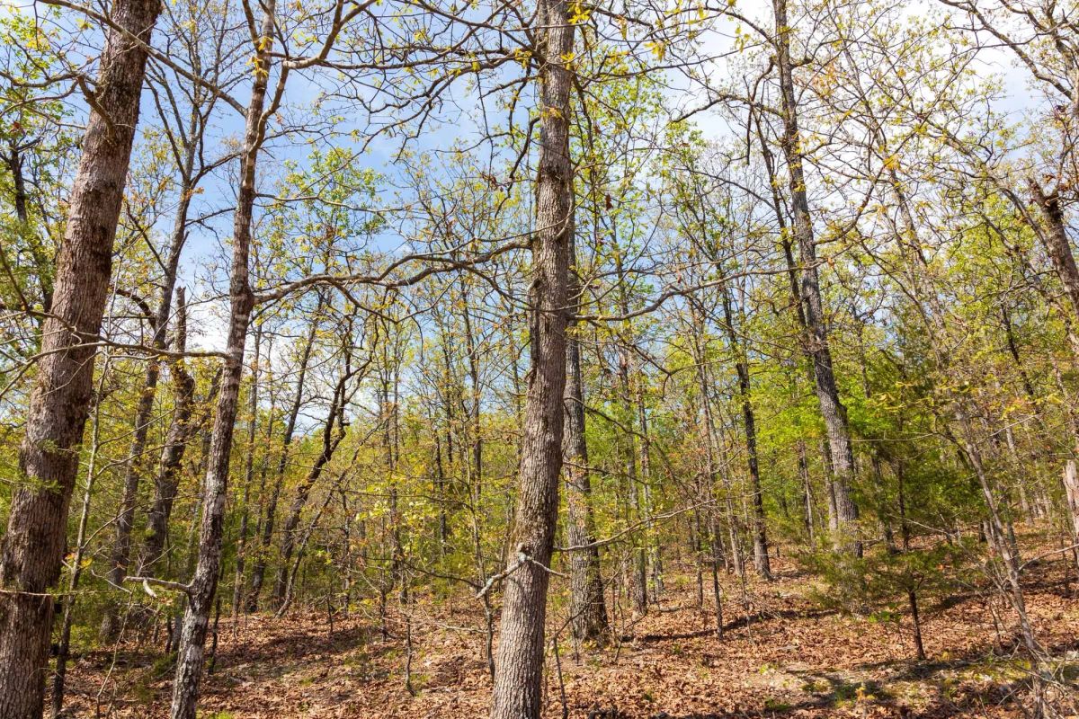 Decorative background for Autumnwood Tract 9 image 13