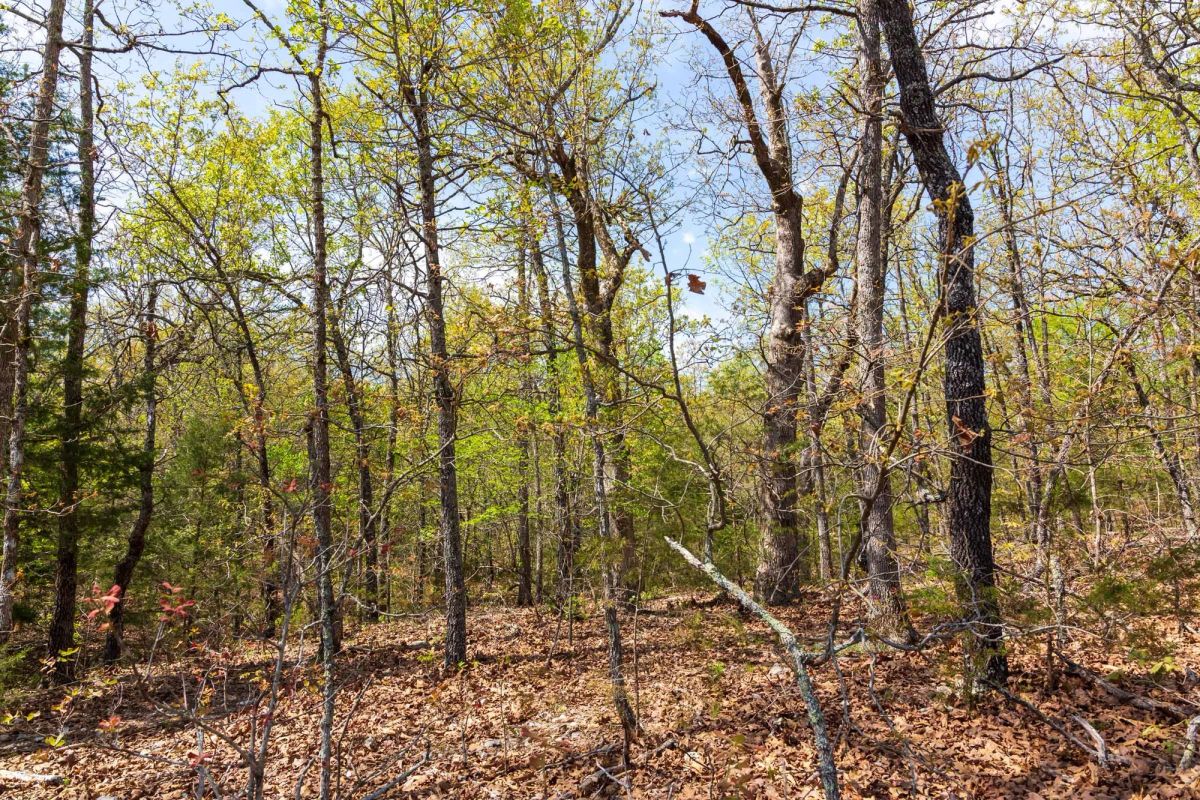 Decorative background for Autumnwood Tract 9 image 14