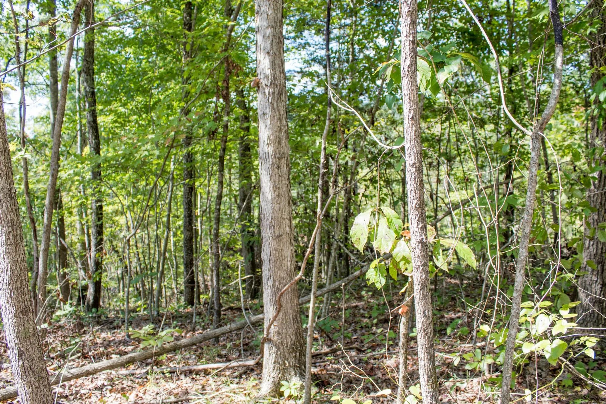 Buck Run Ridge Tract 21 in Wayne County, KY