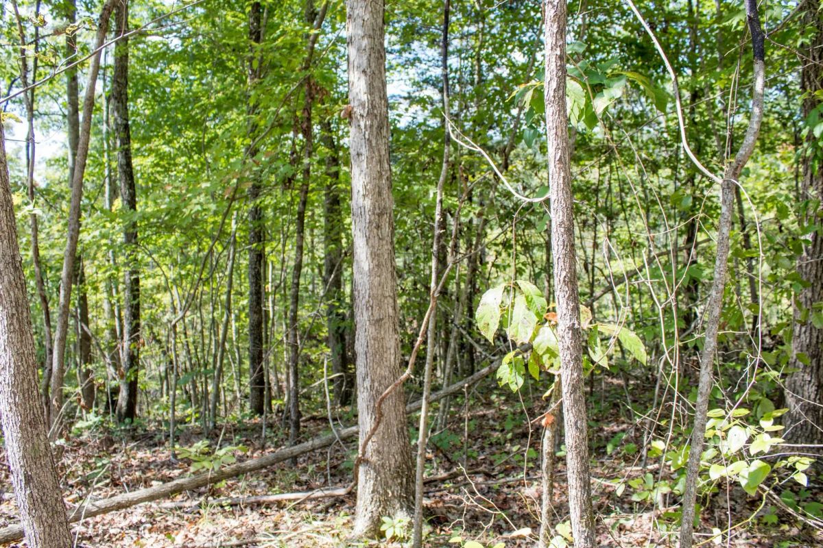 Buck Run Ridge Tract 21 - Image 2