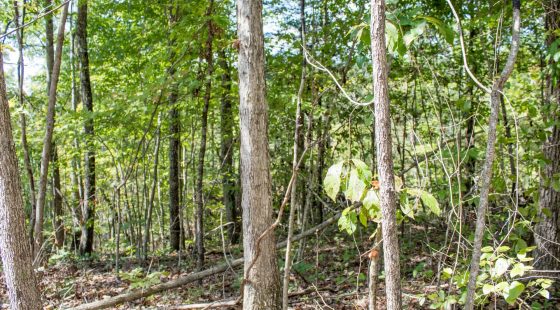 Buck Run Ridge Tract 21 in Wayne County, KY