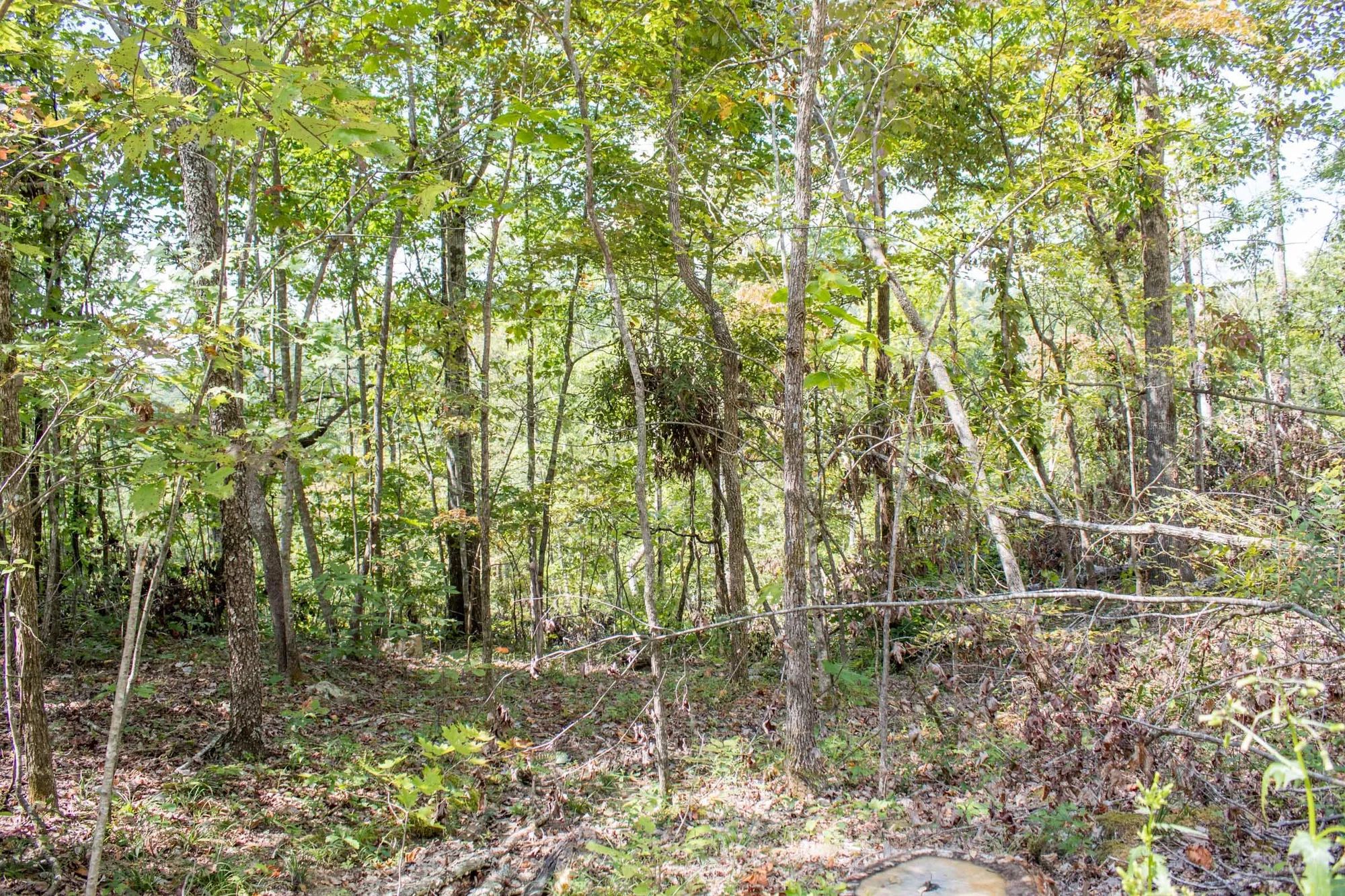 Buck Run Ridge Tract 21 in Wayne County, KY