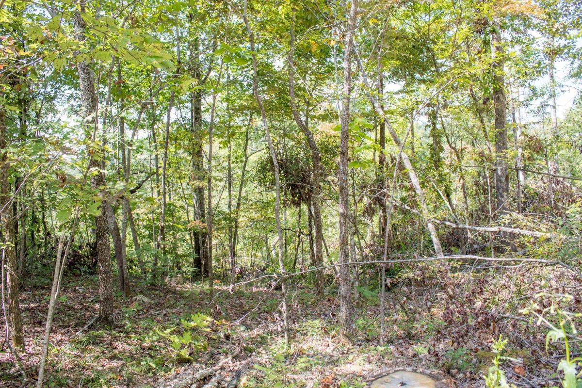 Buck Run Ridge Tract 21 - Image 3
