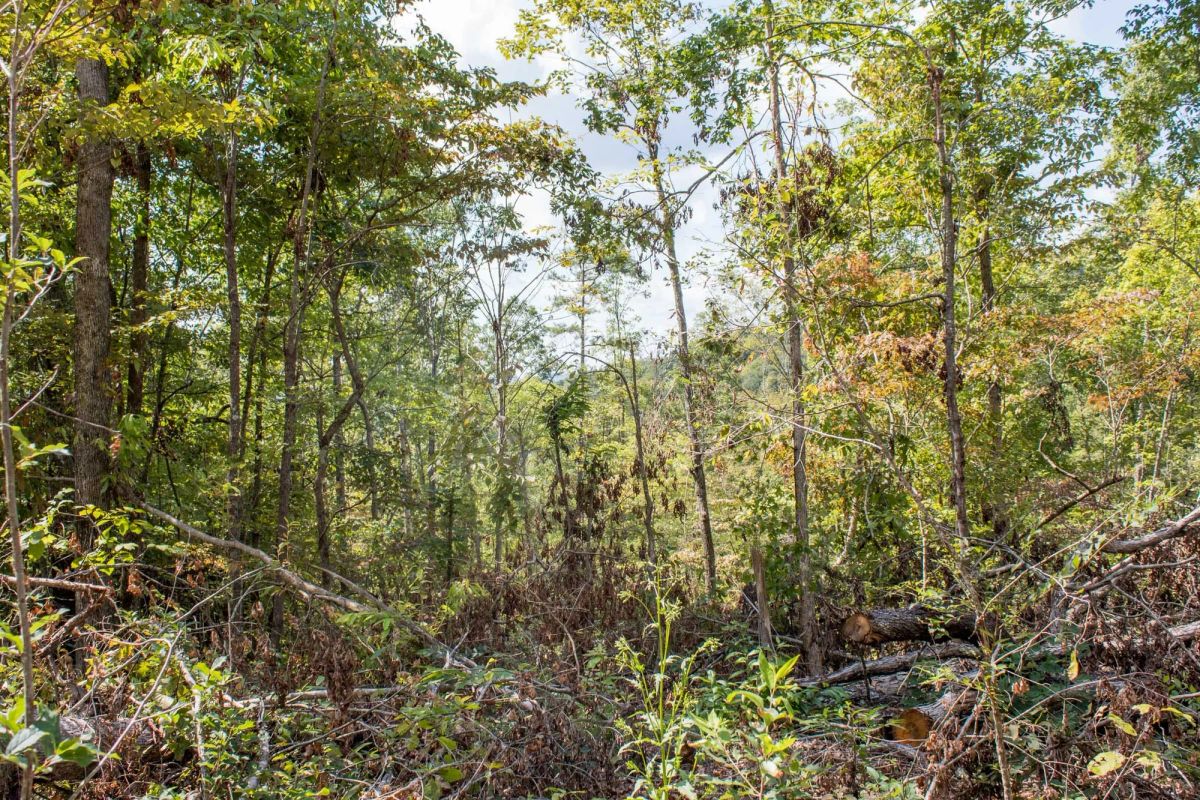 Decorative background for Buck Run Ridge Tract 21 image 5