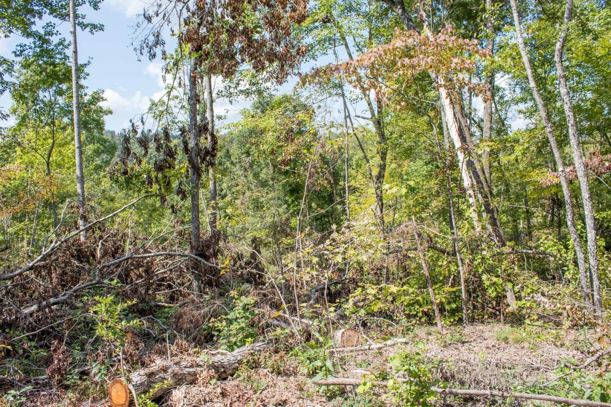 Decorative background for Buck Run Ridge Tract 21 image 6