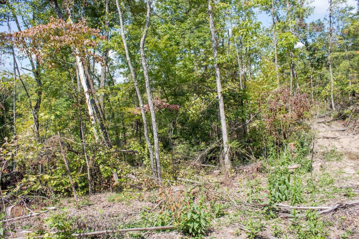 Decorative background for Buck Run Ridge Tract 21 image 7