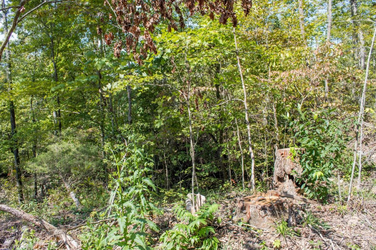 Decorative background for Buck Run Ridge Tract 21 image 8