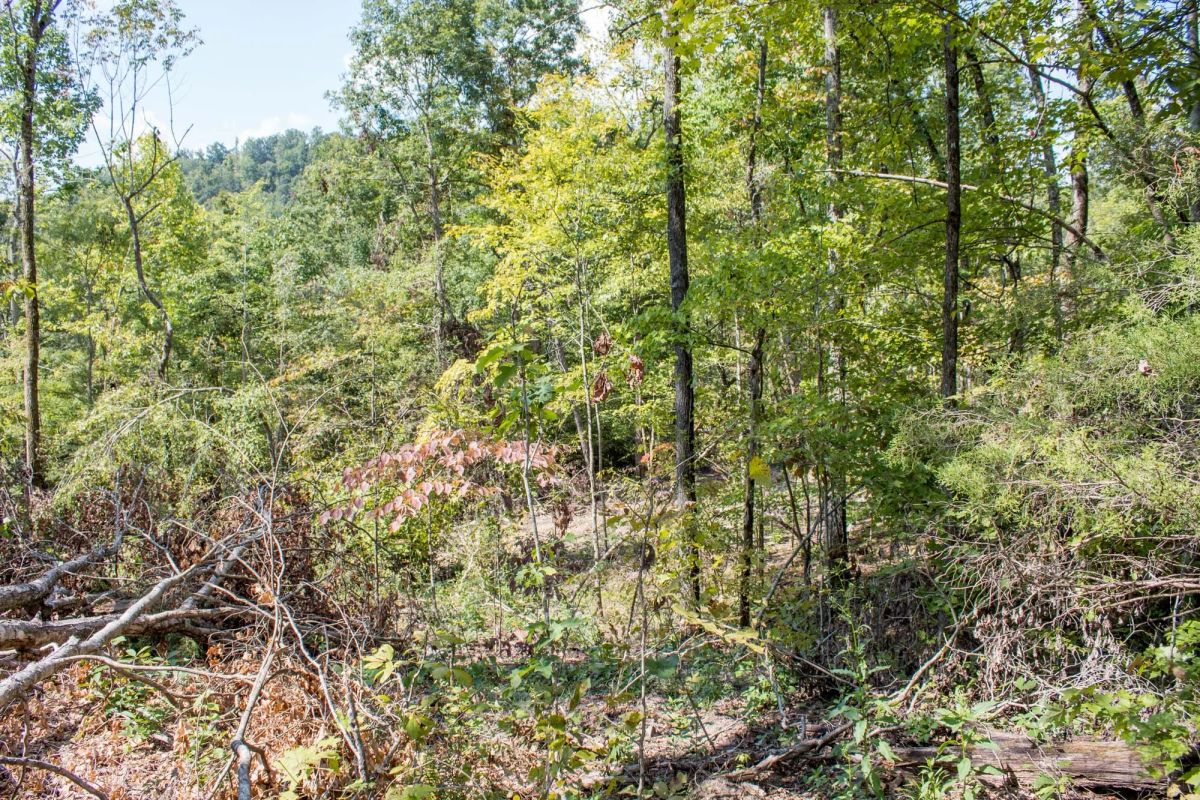 Decorative background for Buck Run Ridge Tract 21 image 9