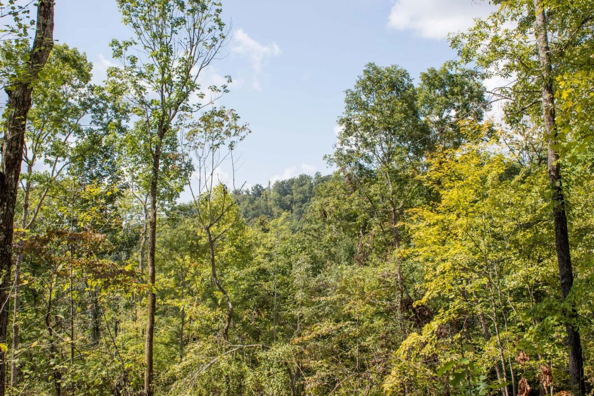 Decorative background for Buck Run Ridge Tract 21 image 10
