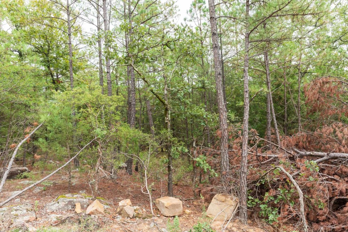 Decorative background for Stone Bridge Phase V Tract 420 image 8
