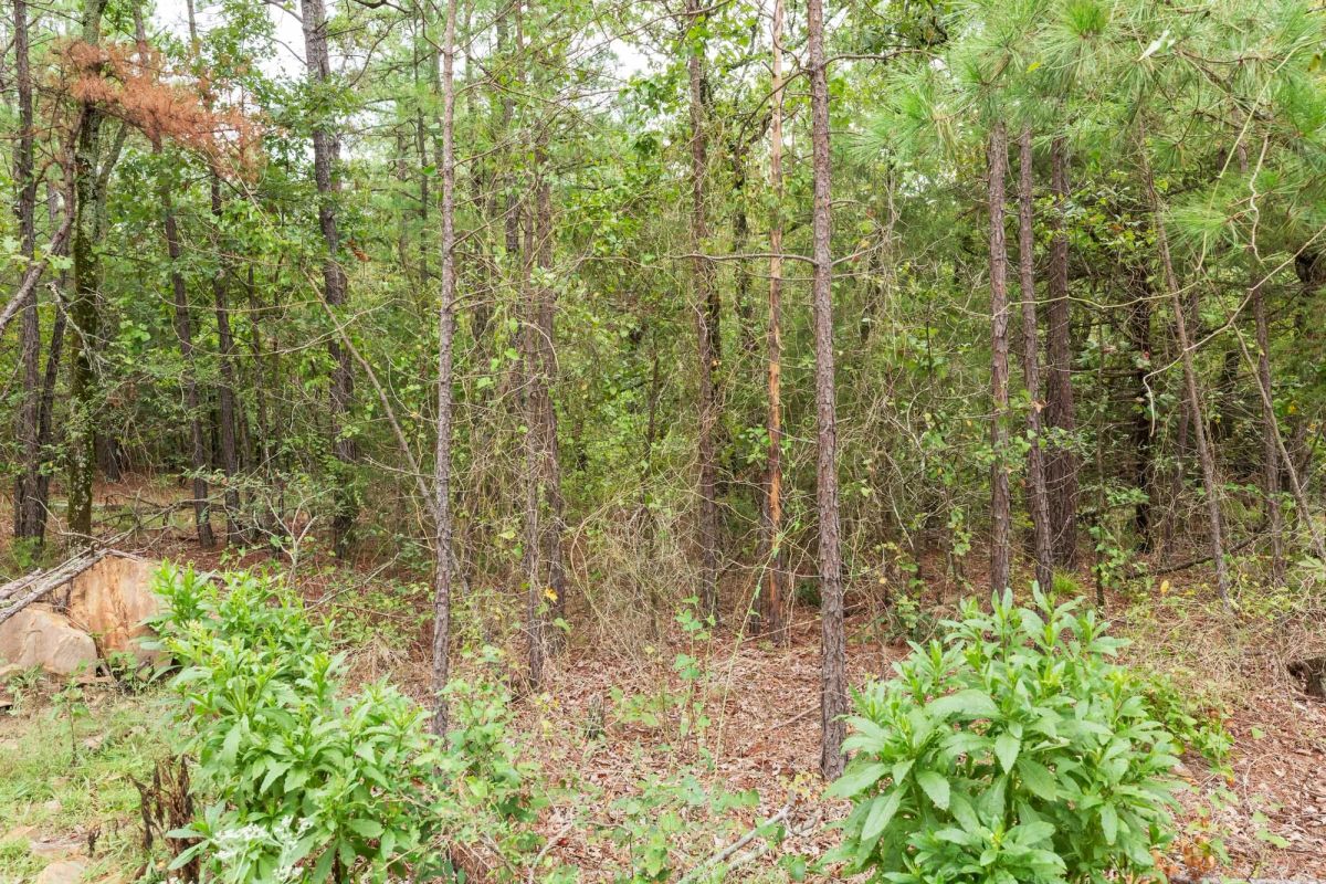 Decorative background for Stone Bridge Phase V Tract 420 image 10