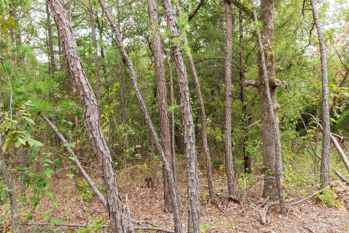Decorative background for Stone Bridge Phase V Tract 420 image 11
