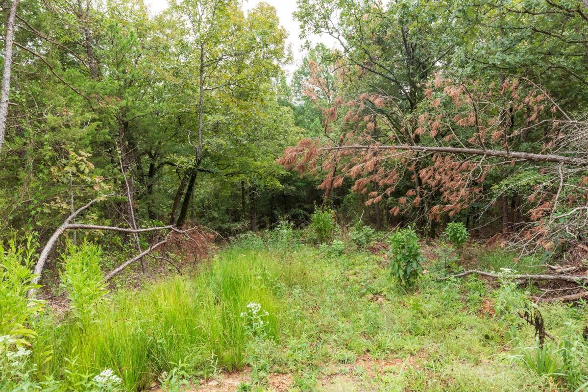 Decorative background for Stone Bridge Phase V Tract 420 image 12