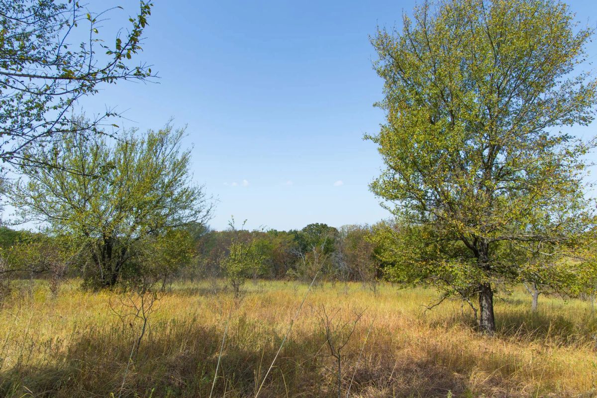 Decorative background for Gracyn Meadows Tract 18 image 5