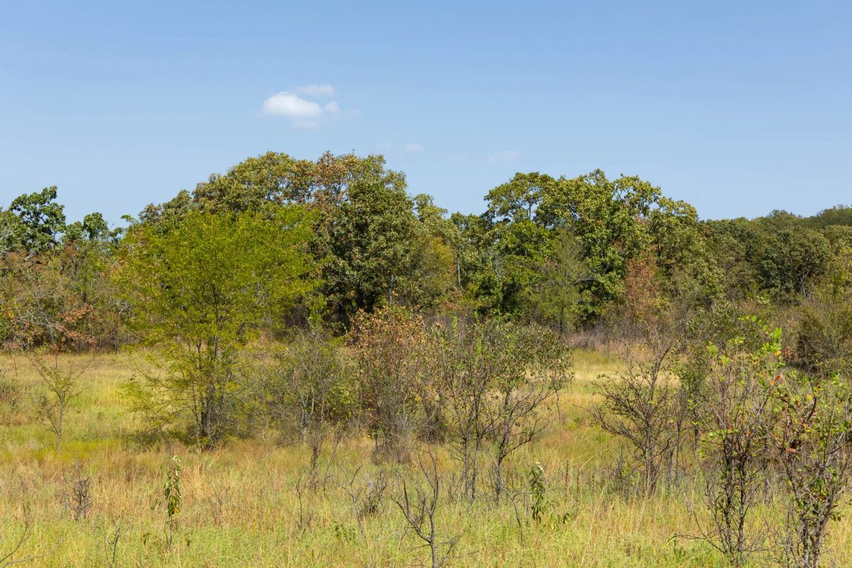 Decorative background for Gracyn Meadows Tract 18 image 7