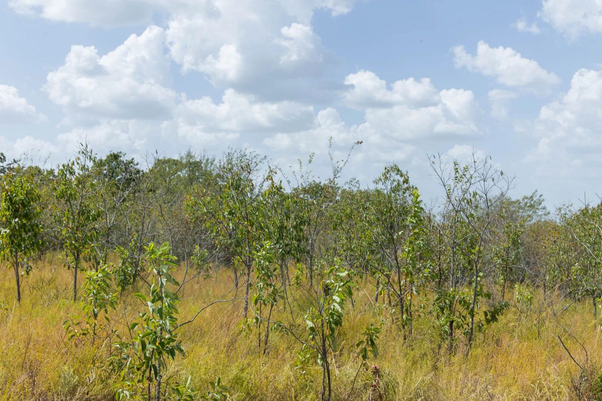 Decorative background for Gracyn Meadows Tract 18 image 8
