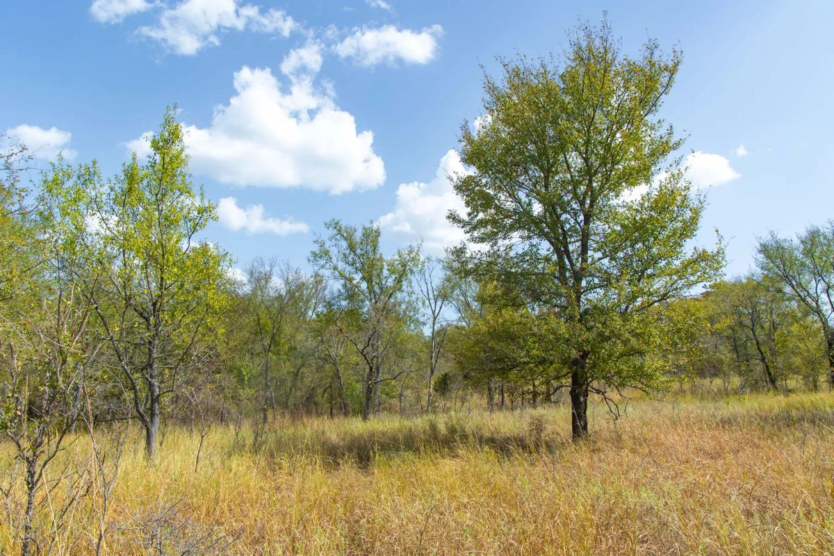 Decorative background for Gracyn Meadows Tract 18 image 10