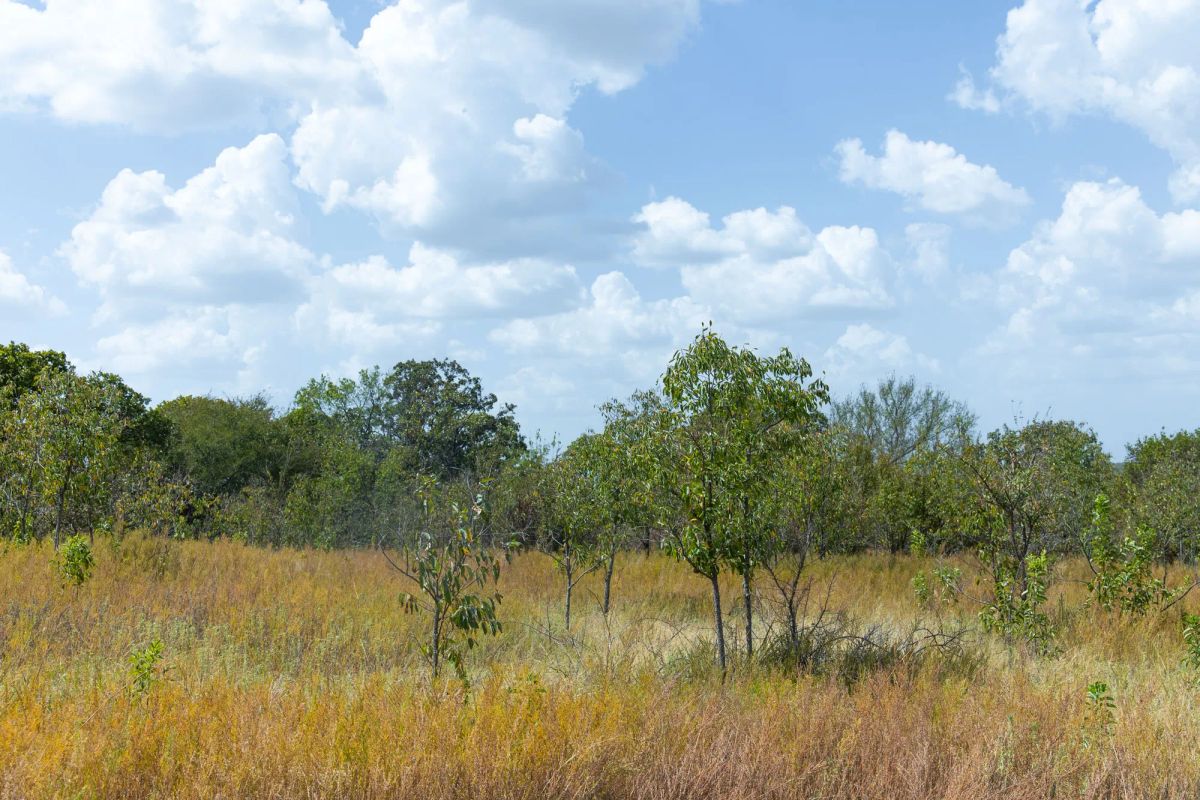Decorative background for Gracyn Meadows Tract 18 image 11