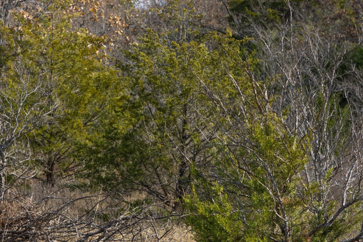 Harmony Hills Tract 49 - Image 3