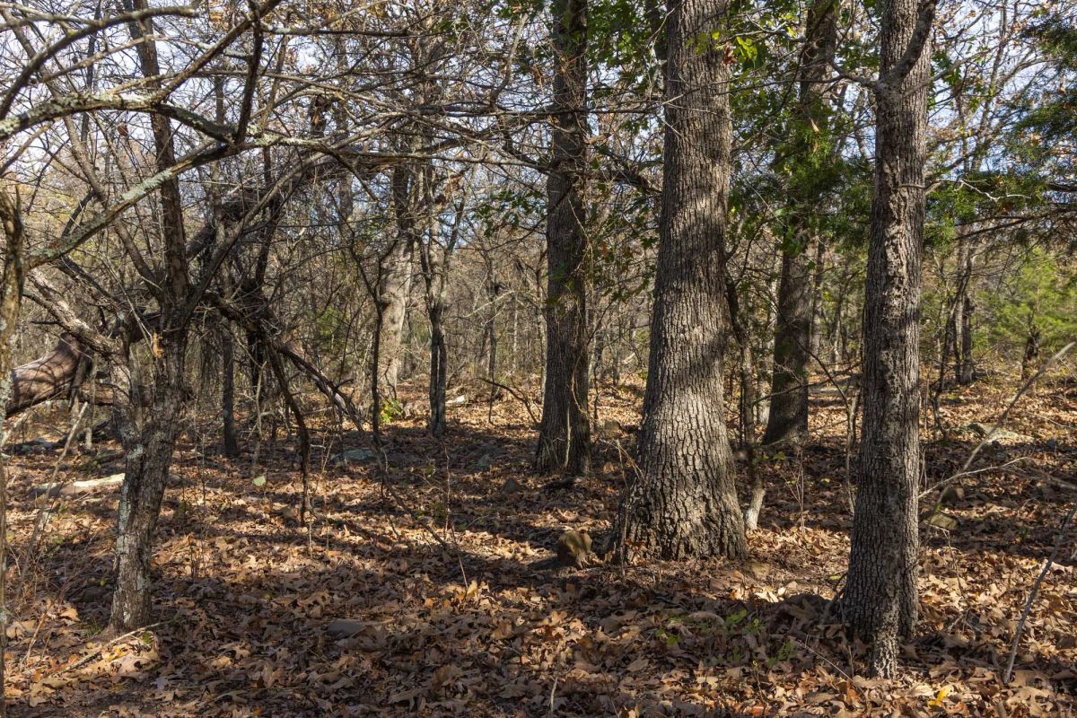 Decorative background for Harmony Hills Tract 49 image 6