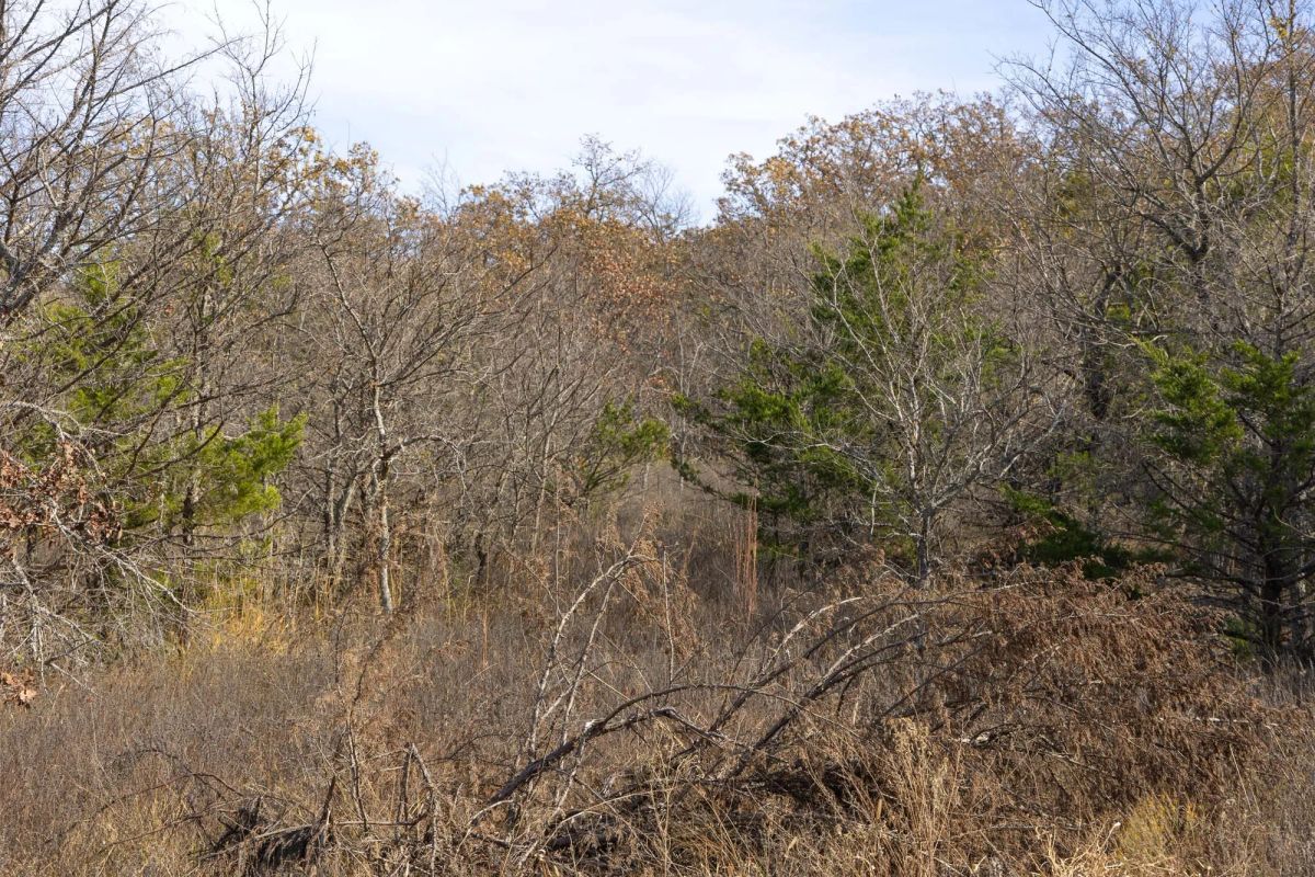 Decorative background for Harmony Hills Tract 49 image 7