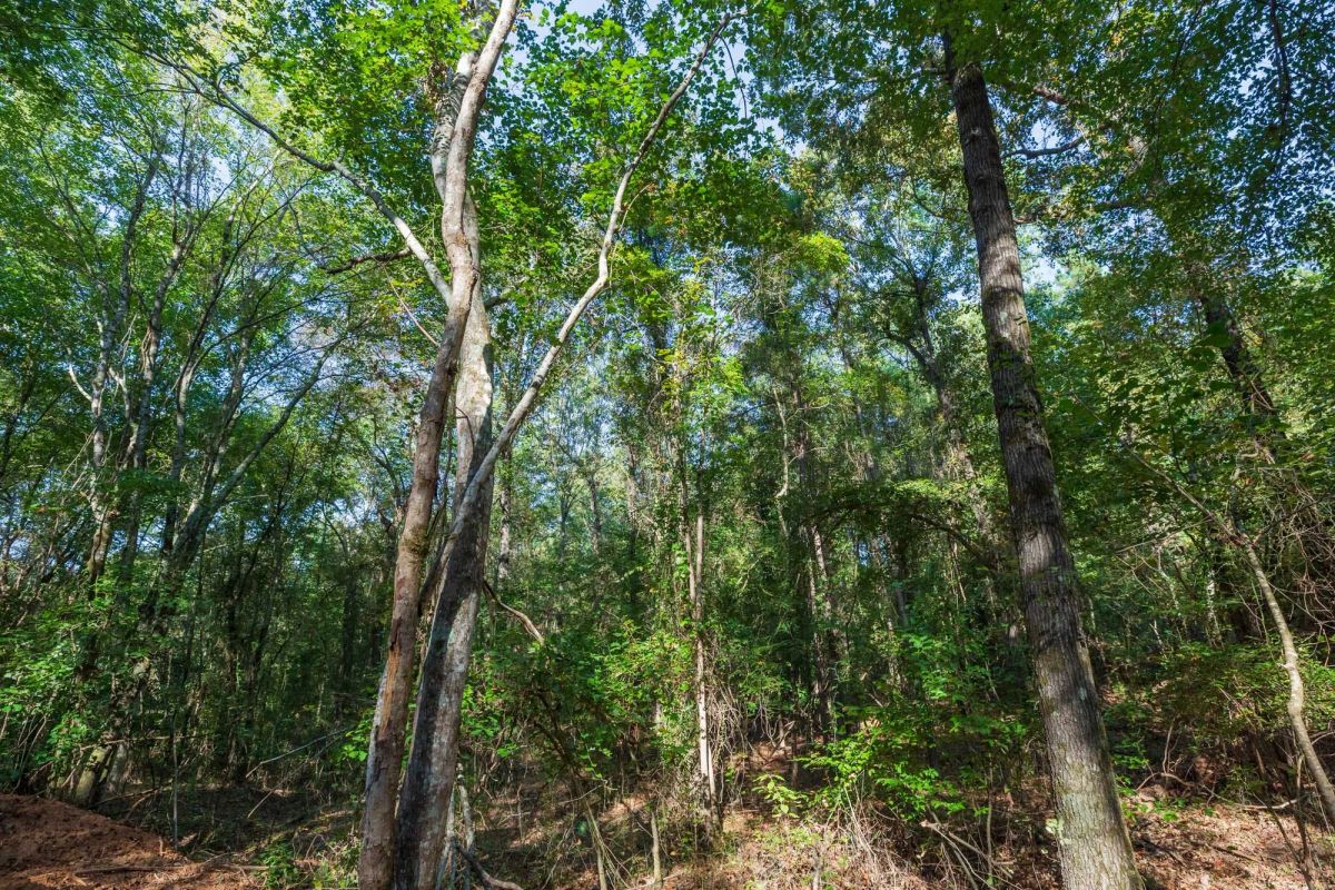 Willow Grove Tract 4 - Image 2