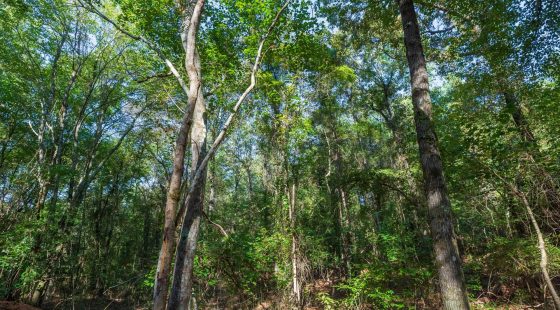 Willow Grove Tract 4 in Lamar County, AL