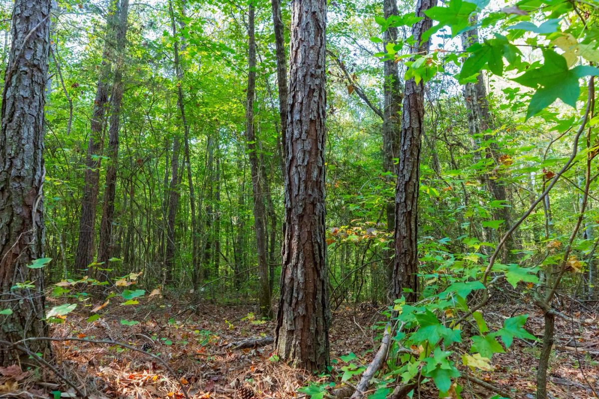 Willow Grove Tract 4 - Image 3