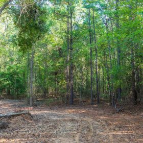 Willow Grove Tract 4 in Lamar County, AL