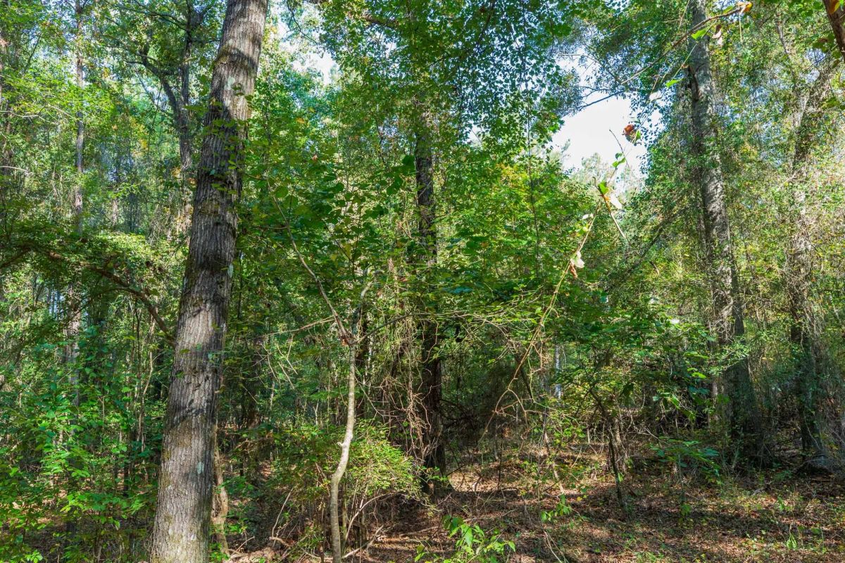 Decorative background for Willow Grove Tract 4 image 5