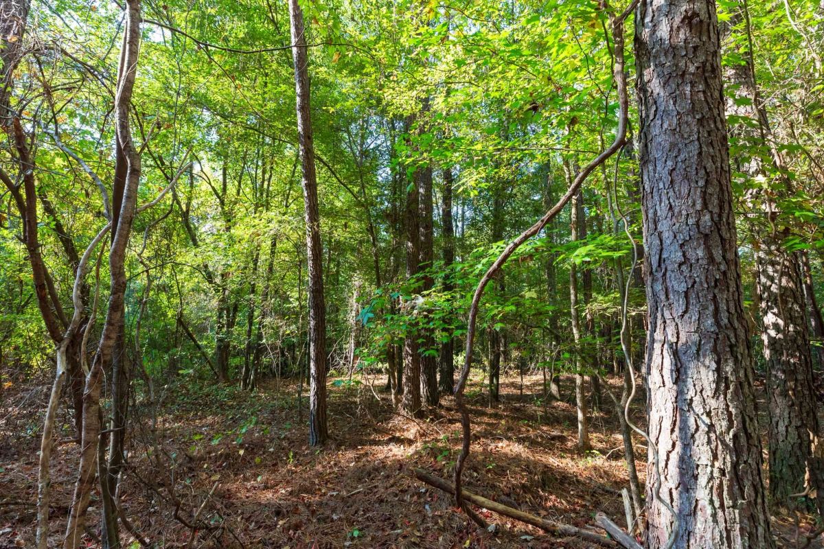 Decorative background for Willow Grove Tract 4 image 6