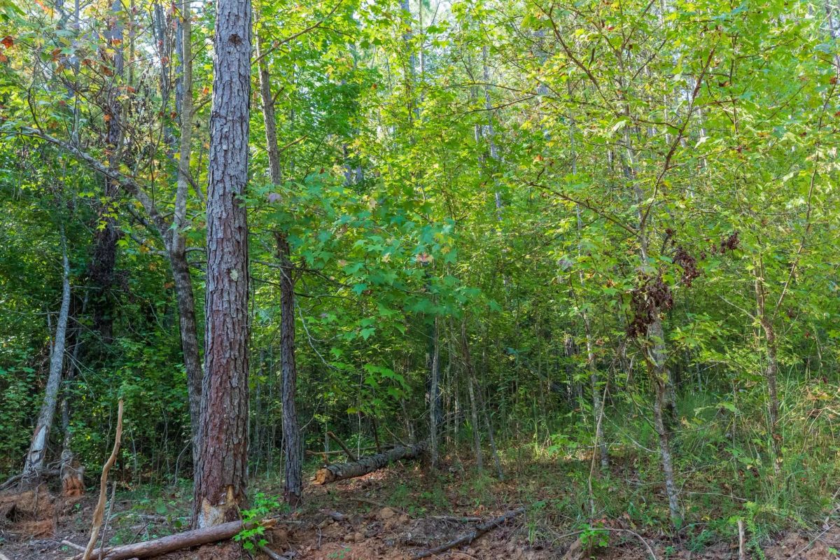 Decorative background for Willow Grove Tract 4 image 9