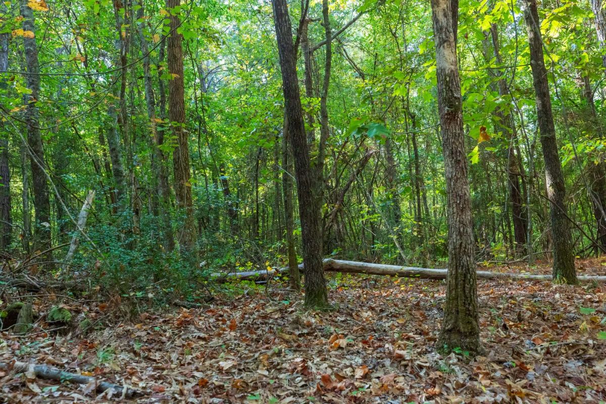 Decorative background for Willow Grove Tract 4 image 10