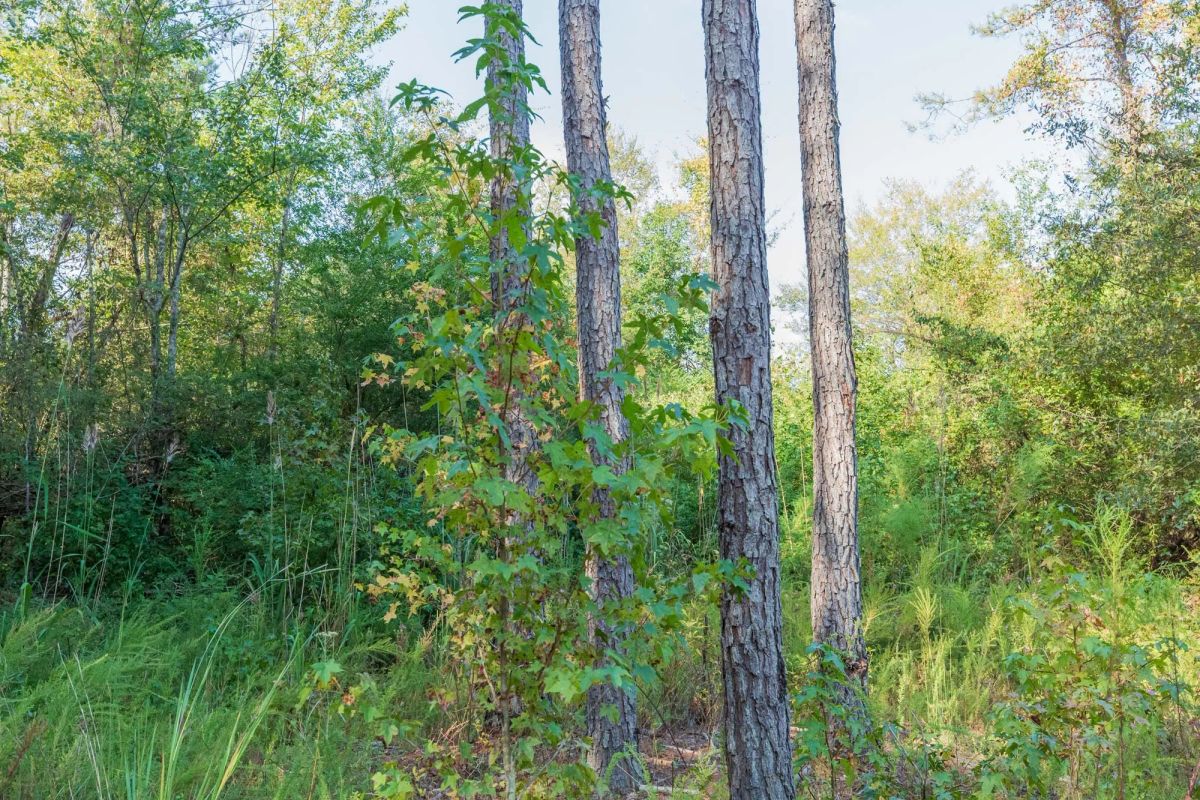 Decorative background for Willow Grove Tract 4 image 11